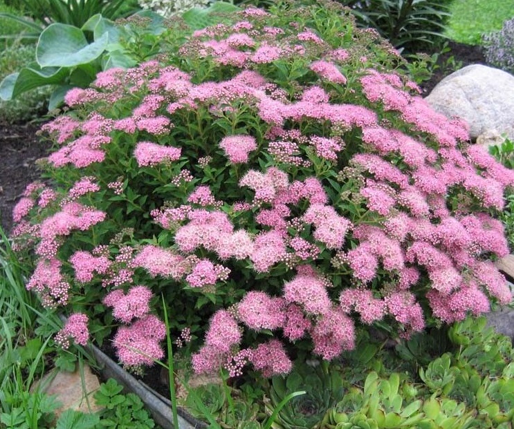 Спирея японская Криспа  (Spiraea Crispa )
