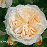 Розы  саженцы ( окс - зкс ) - штамб